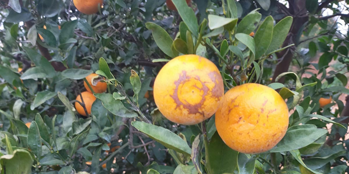 Un nuovo parassita minaccia l’agrumicoltura europea